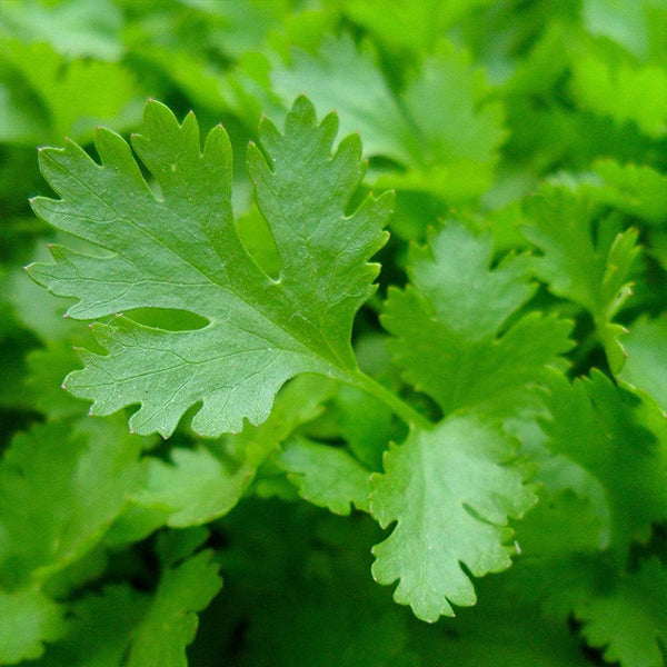 Fresh organic parsley flat herb in a 0.13 kg pack from Naqwat Al Nana, showing vibrant green, leafy parsley.