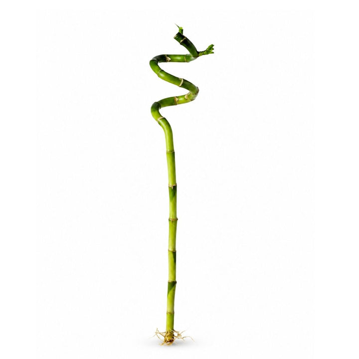 Spiral-shaped green bamboo stick on a white background