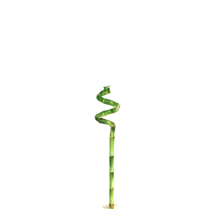 Single spiral lucky bamboo stem, from Sharbatly.