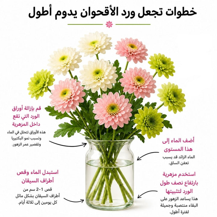 Arabic chrysanthemum care guide with water, trimming and vase instructions, from Sharbatly.