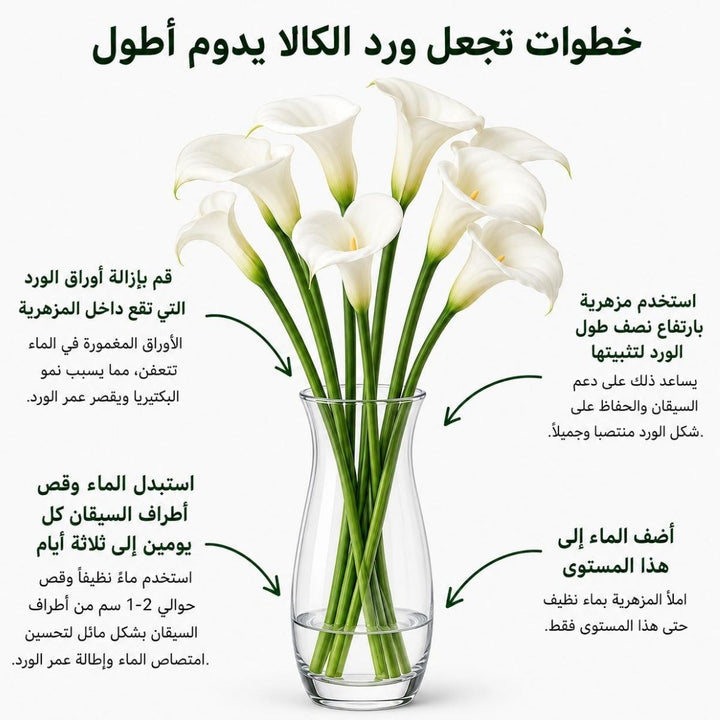 Arabic calla lily care guide with water, trimming and vase instructions, from Sharbatly.
