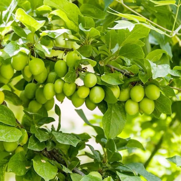 Green sour plums from Local Market in a 0.2 kg pack, showing vibrant green color and ripe, textured skin.