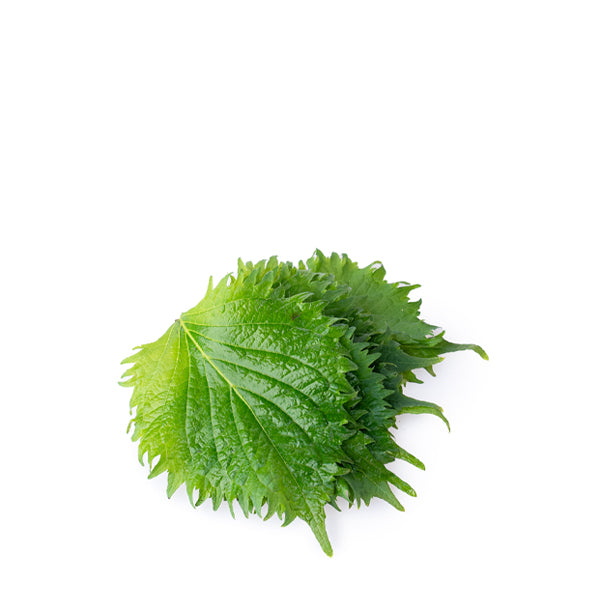 Fresh green shiso leaves from Holland, a vegetable pack showing vibrant, textured shiso leaves for culinary use.