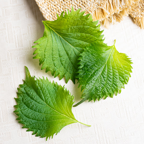 Fresh green shiso leaves from Holland, organic vegetable pack, vibrant and aromatic for culinary use.