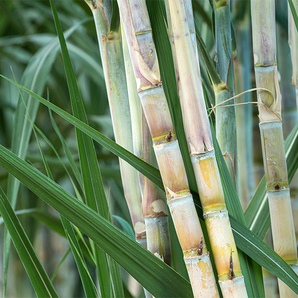 Fresh peeled sugarcanes from Thailand in a 0.5 kg pack, showcasing vibrant green stalks ready for consumption.