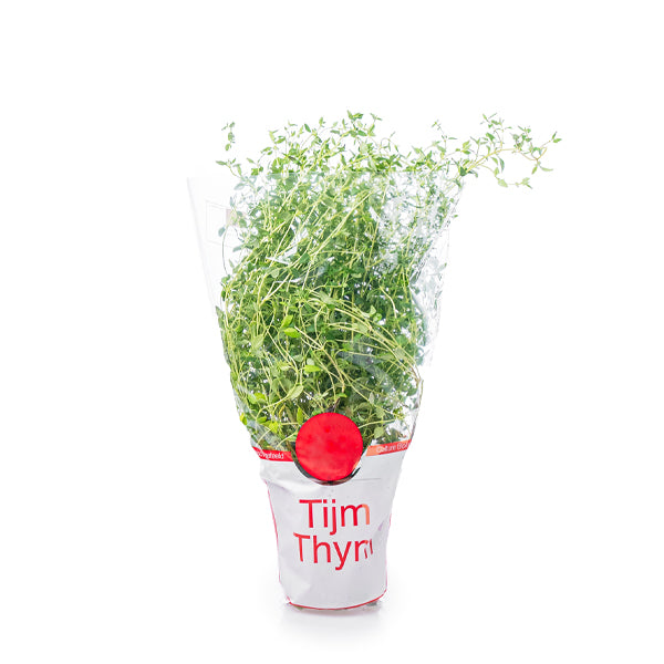 Organic Holland thyme herb plant in a pot, showcasing fresh green leaves and healthy growth.