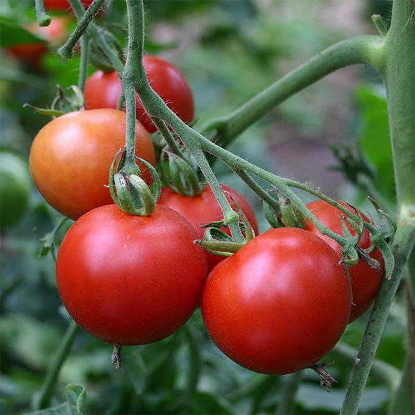 Fresh organic round tomatoes in a 1 kg pack from Naqwat Al Nana, vibrant red vegetables perfect for salads and cooking.