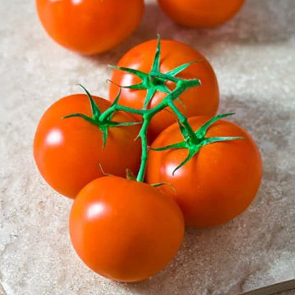 Red tomatoes on the vine in a 0.5 kg pack, fresh Holland vegetable product with vibrant green stems and ripe red fruit.