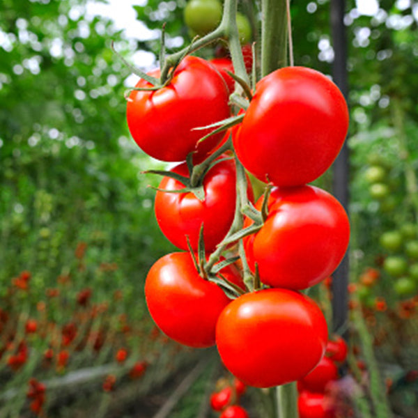 Red hydroponic tomatoes on the vine in a 5 kg carton, fresh vegetable from Dava Farm.