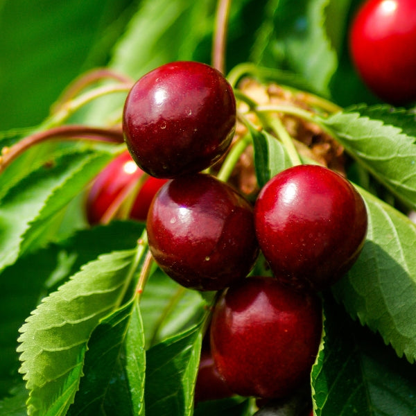 Fresh cherries in a 0.25 kg pack from Sharbatly, vibrant red fruit with shiny skin and green stems on a white background.