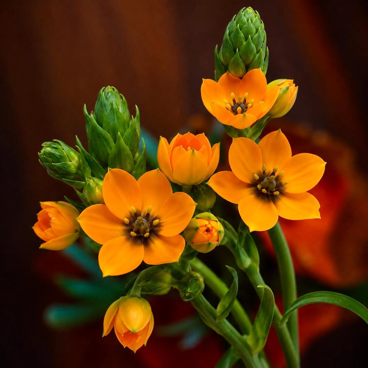Close-up of Ornithogalum Sunny Orange, Arab Flowers blooms and natural details, from Sharbatly.