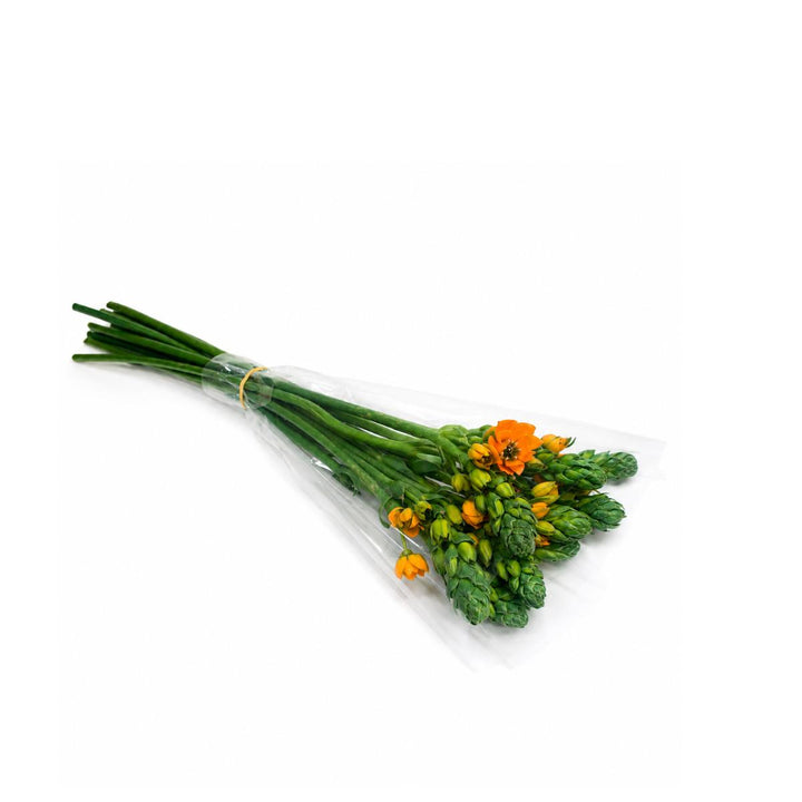 Ornithogalum Sunny Orange, Arab Flowers fresh-cut flowers in a protective sleeve, from Sharbatly.