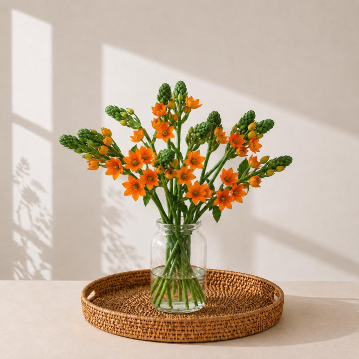 Ornithogalum Sunny Orange, Arab Flowers fresh-cut flowers arranged in a clear vase at home, from Sharbatly.