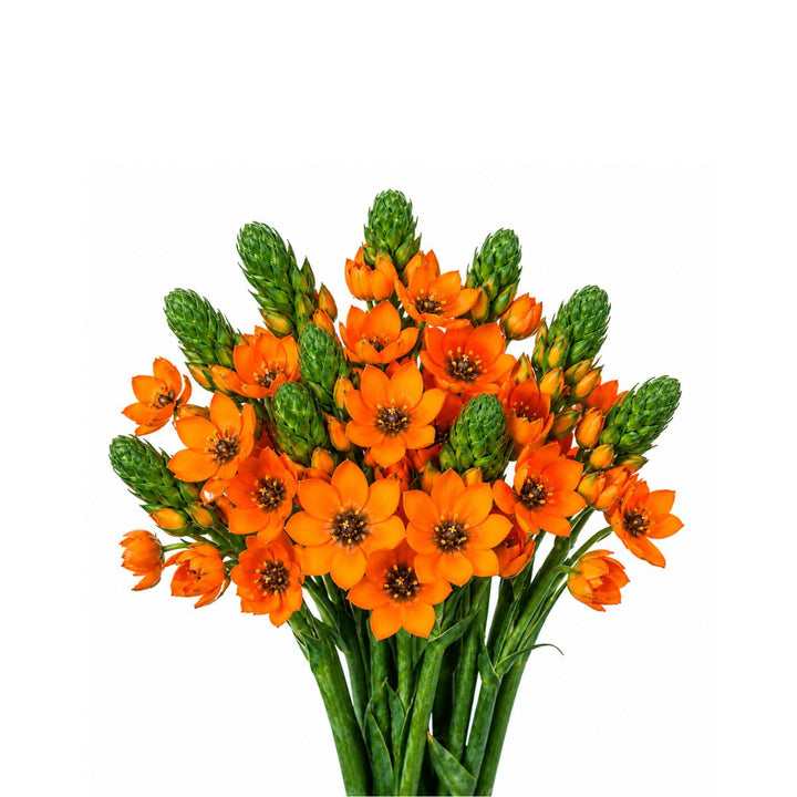 Ornithogalum Sunny Orange, Arab Flowers fresh-cut flower bunch, from Sharbatly.