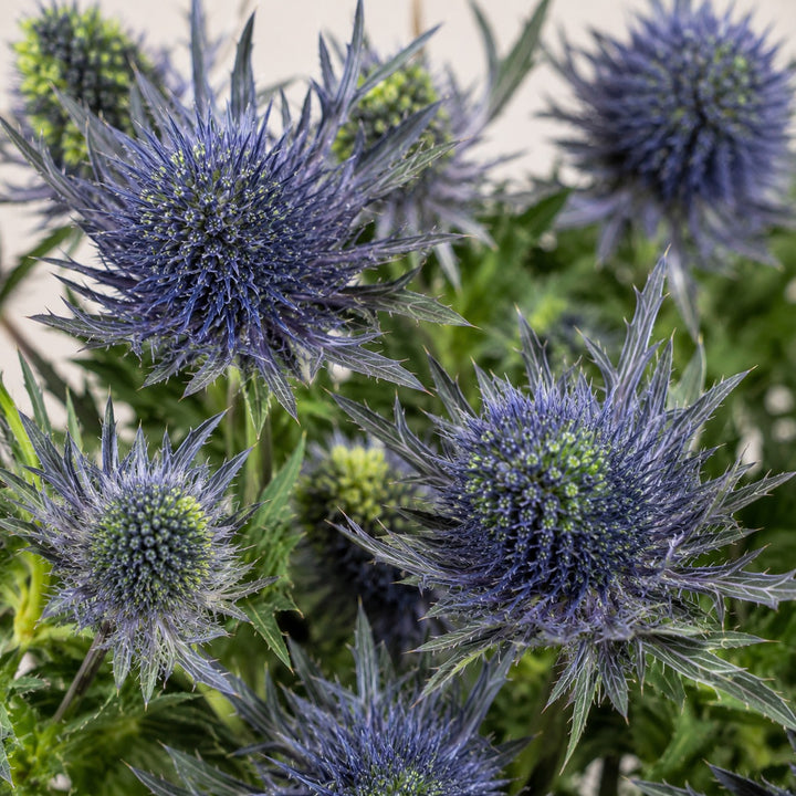 Close-up of Eryngiums, Grand Lagoon blooms and natural details, from Sharbatly.