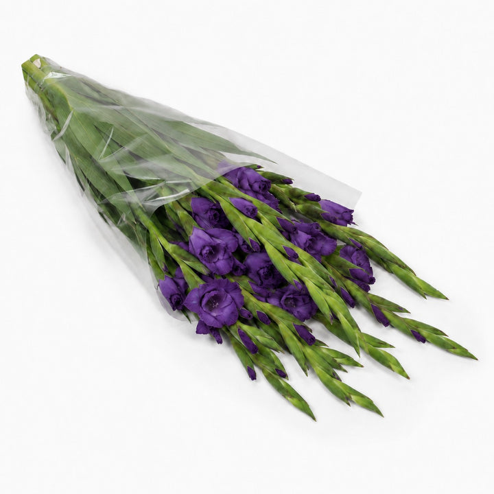 Gladiolus, Milka, XL fresh-cut flowers in a protective sleeve, from Sharbatly.