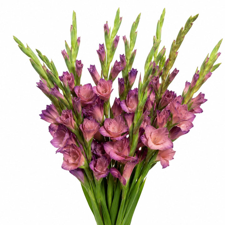 Gladiolus, Indian Summer, XL fresh-cut flower bunch, from Sharbatly.
