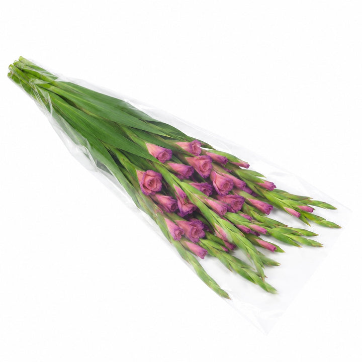 Gladiolus, Indian Summer, XL fresh-cut flowers in a protective sleeve, from Sharbatly.
