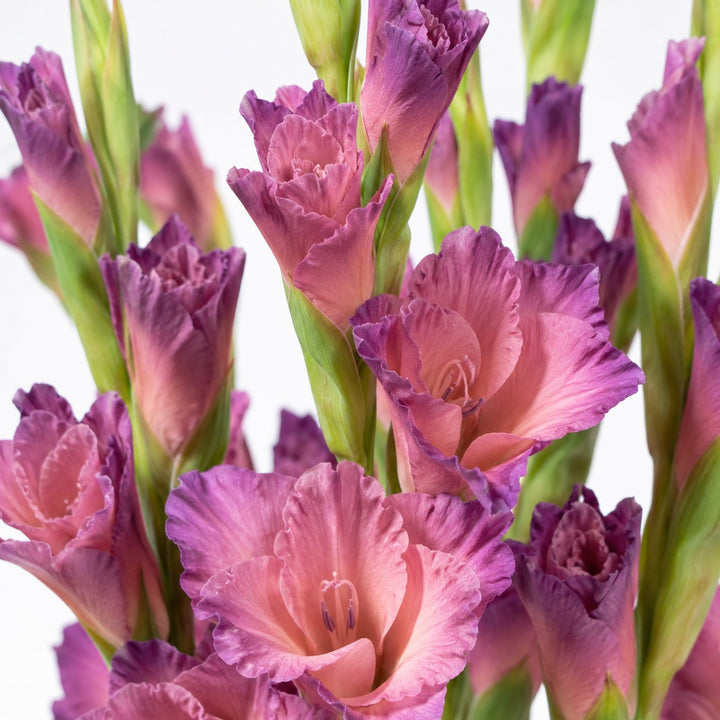 Gladiolus, Indian Summer, XL fresh-cut flowers arranged in a clear vase at home, from Sharbatly.