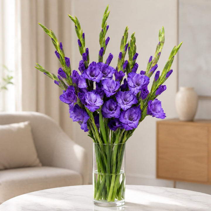 Gladiolus, Milka, XL fresh-cut flowers arranged in a clear vase at home, from Sharbatly.