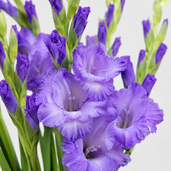 Close-up of Gladiolus, Milka, XL blooms and natural details, from Sharbatly.
