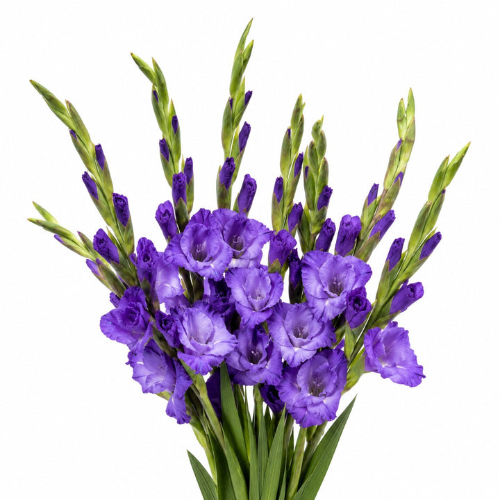 Gladiolus, Milka, XL fresh-cut flower bunch, from Sharbatly.