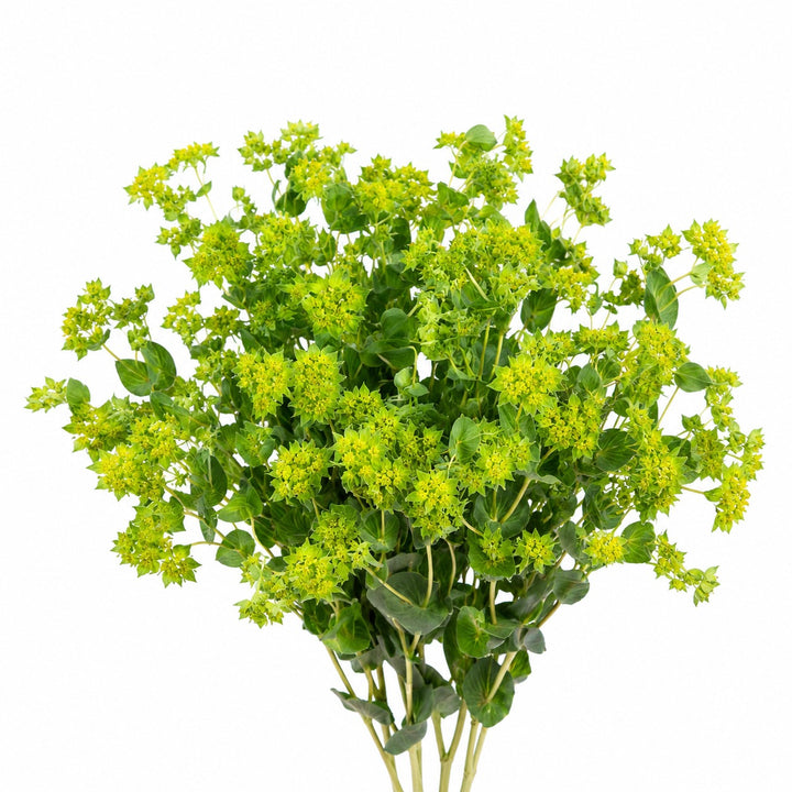 A bouquet of fresh green herb stems, likely euphorbia or a similar flowering herb, featuring bright yellow-green blossoms and dark green leaves, isolated on a white background.