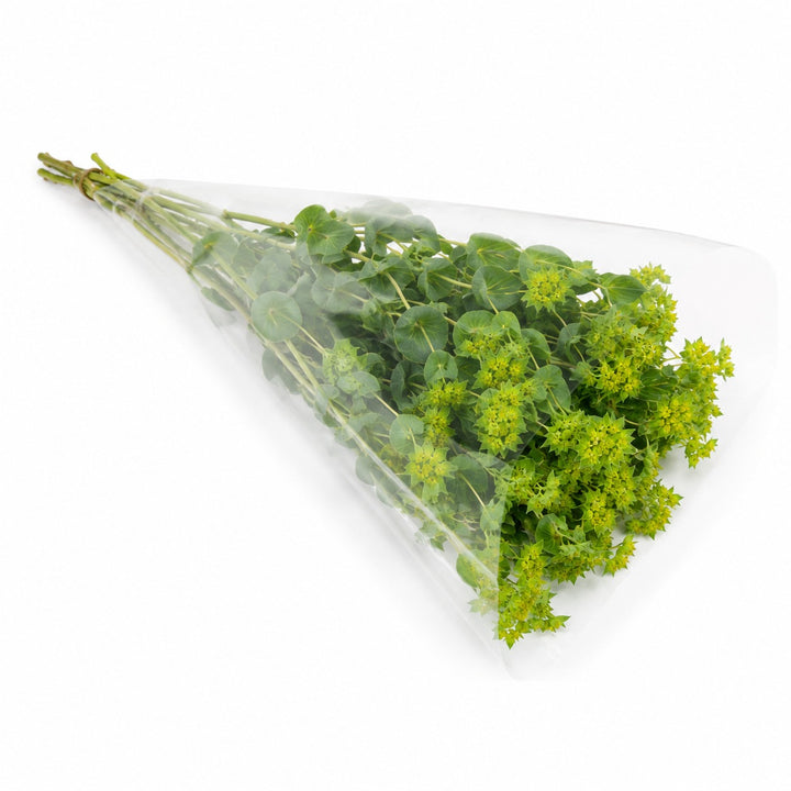 Bupleurum stems in a protective sleeve, from Sharbatly.