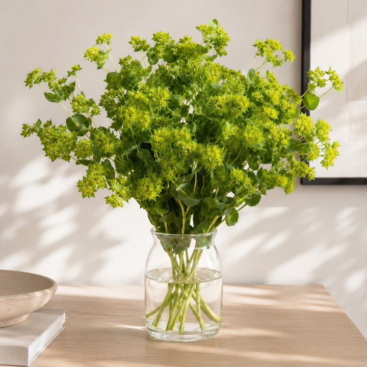 Bupleurum stems arranged in a clear vase at home, from Sharbatly.