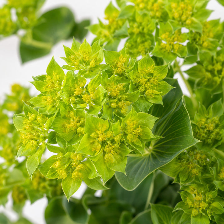 Close-up of Bupleurum foliage and natural details, from Sharbatly.