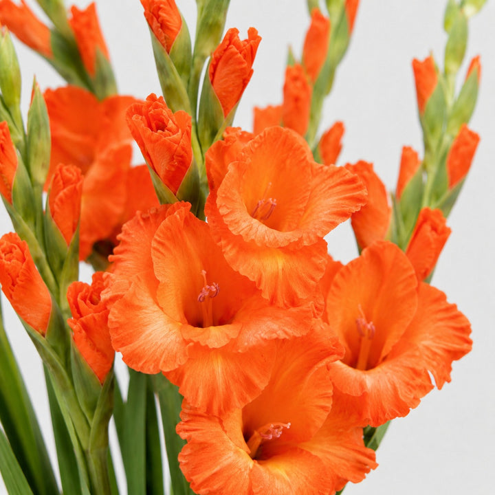 Close-up of Gladiolus, Orange, XXL blooms and natural details, from Sharbatly.
