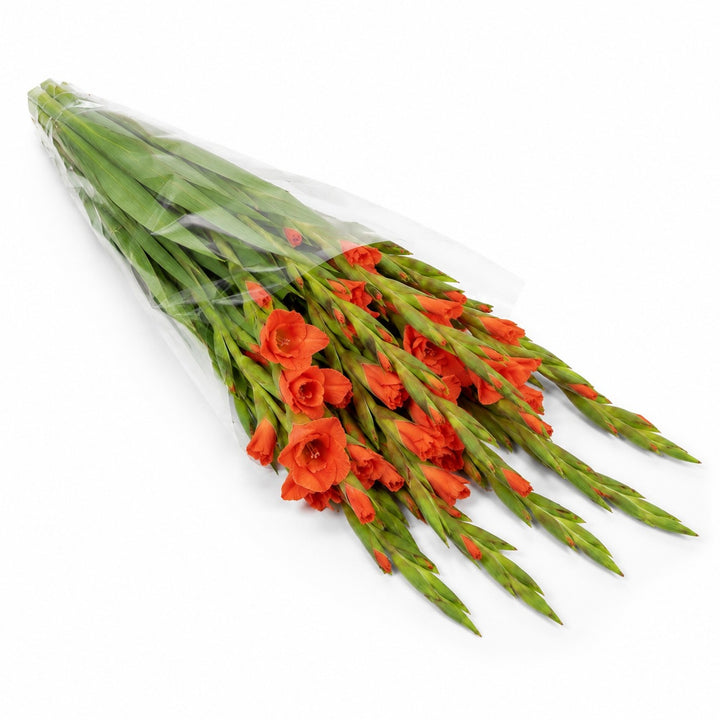 Gladiolus, Orange, XXL fresh-cut flowers in a protective sleeve, from Sharbatly.