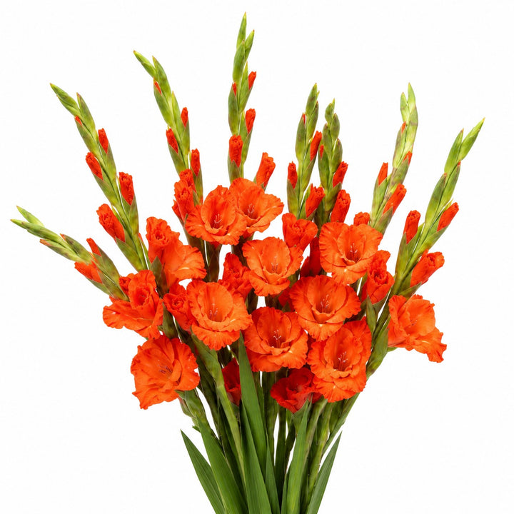 Gladiolus, Orange, XXL fresh-cut flower bunch, from Sharbatly.