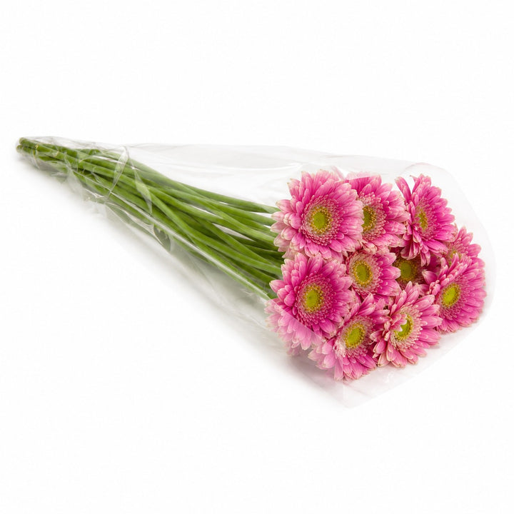 Gerbera, Wonderwall fresh-cut flowers in a protective sleeve, from Sharbatly.