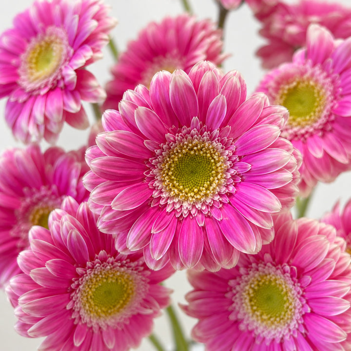 Close-up of Gerbera, Wonderwall blooms and natural details, from Sharbatly.