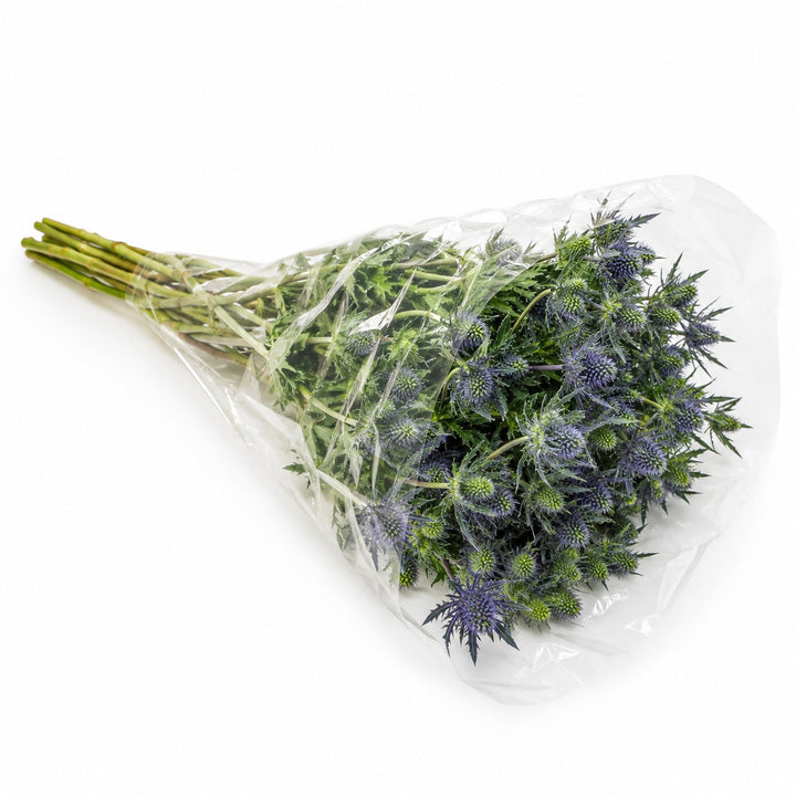 Eryngiums, Grand Lagoon fresh-cut flowers in a protective sleeve, from Sharbatly.
