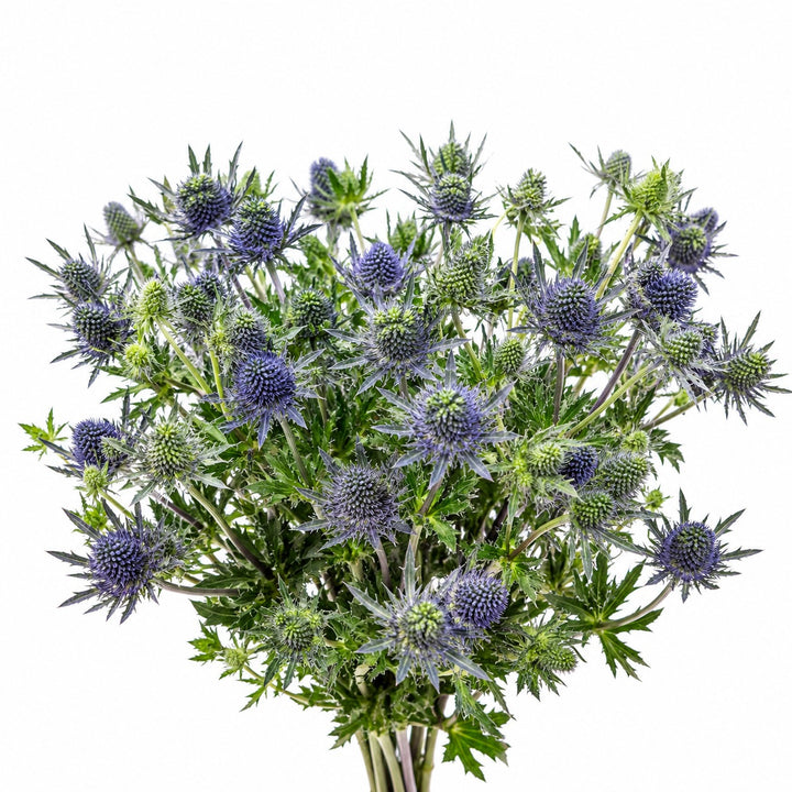 Eryngiums, Grand Lagoon fresh-cut flower bunch, from Sharbatly.
