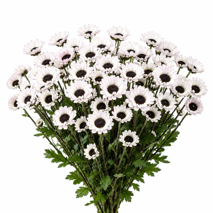 Chrysanthemums, Santini, White Molly fresh-cut flower bunch, from Sharbatly.