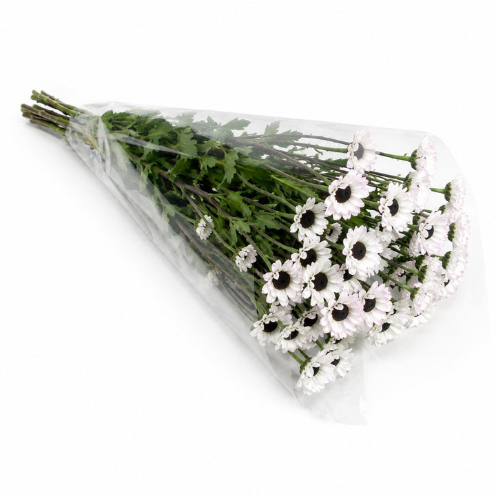 Chrysanthemums, Santini, White Molly fresh-cut flowers in a protective sleeve, from Sharbatly.
