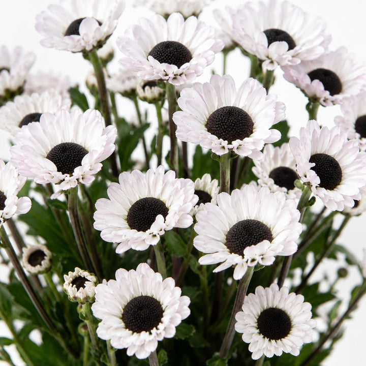 Close-up of Chrysanthemums, Santini, White Molly blooms and natural details, from Sharbatly.
