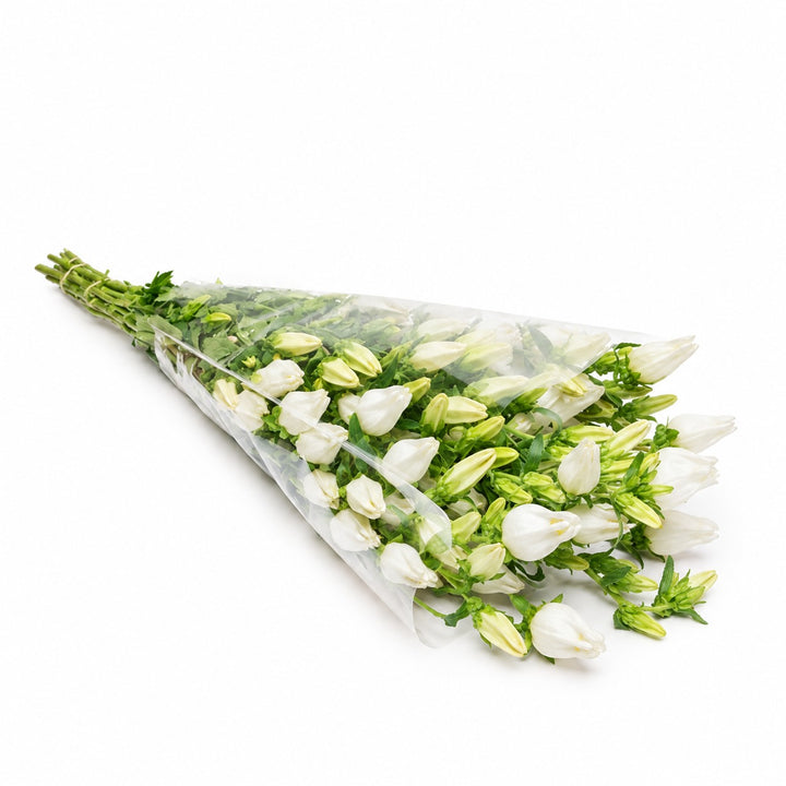 A bouquet of white bell-shaped flowers wrapped in clear cellophane, arranged diagonally on a plain white background.