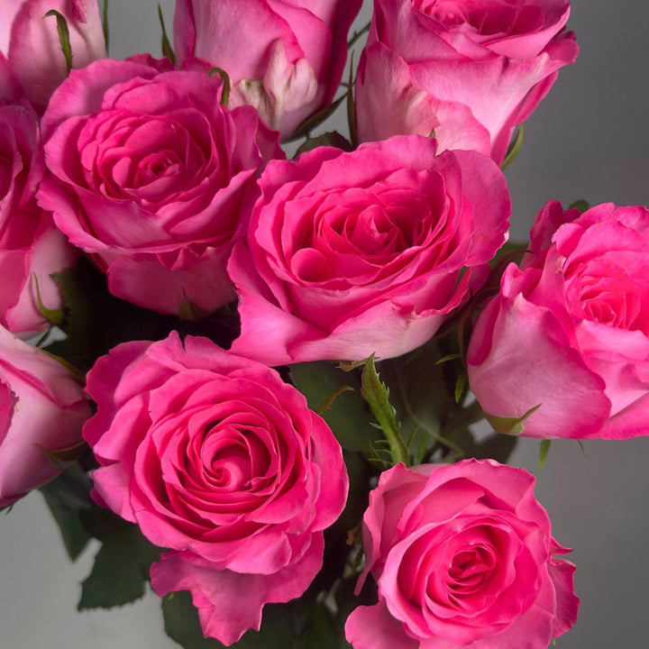 Close-up of Roses, Simply Pink blooms and natural details, from Sharbatly.