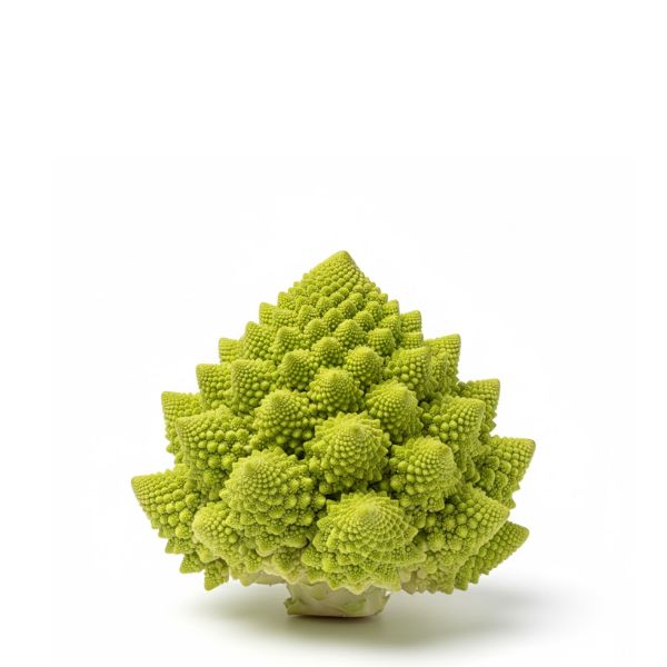 Fresh cauliflower Romanesco vegetable from Holland, single piece showing its vibrant green and unique fractal pattern.
