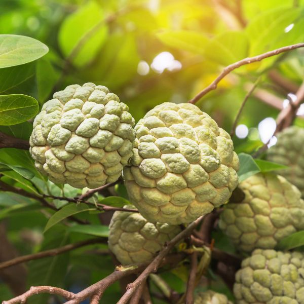 Fresh custard apples in a 1 kg pack from Local Market, showcasing their green, bumpy exterior and creamy interior.