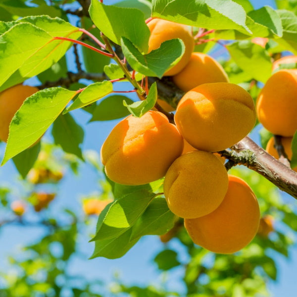 Fresh Sharbatly apricots from the 0.5 kg fruit pack, showcasing ripe, orange apricots with smooth skin and natural texture.