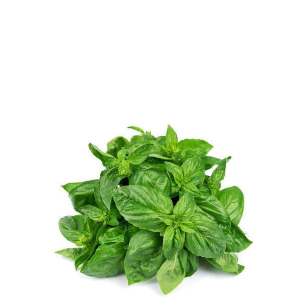 Fresh organic basil hydroponic herb bunch from Mishkat, vibrant green leaves in a 0.1 kg bunch, ideal for culinary use.