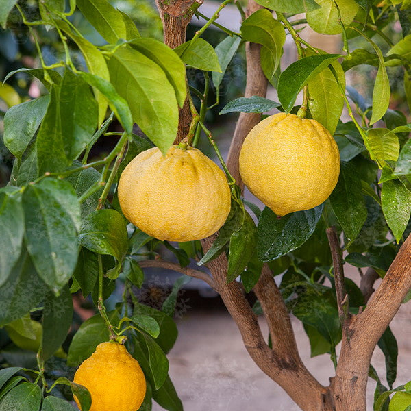 Fresh single Bergamot lemon fruit from Holland, showcasing its vibrant yellow color and textured skin.