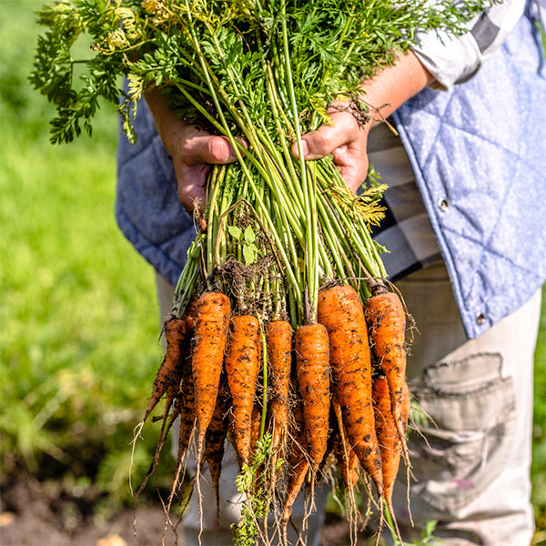 Freshly harvested carrots held by their leafy tops, from Sharbatly.
