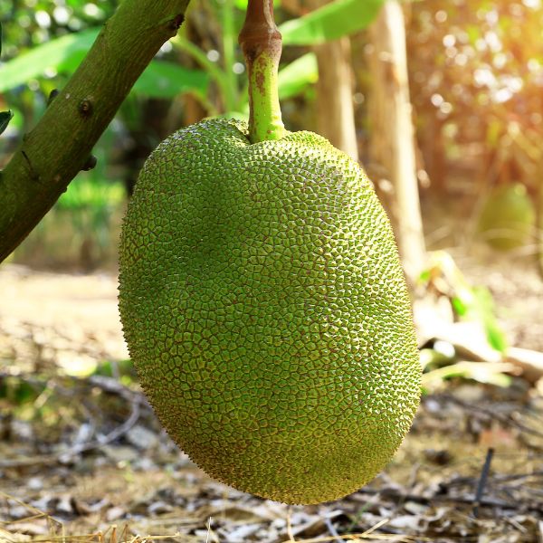 Whole Thai jackfruit, 10 kg fresh fruit, large single piece with green outer skin and spiky texture.