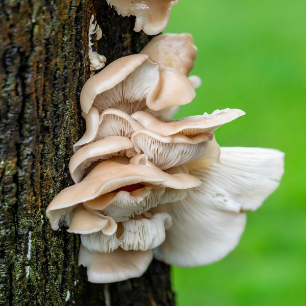 Fresh oyster mushrooms in a 0.15 kg pack from Holland, showing their white caps and tender stems on a clean surface.